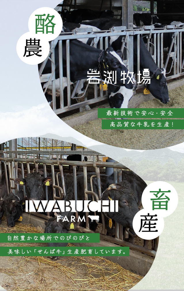 千葉県香取郡多古町『せんば牛』の畜産・酪農牧場なら岩渕牧場